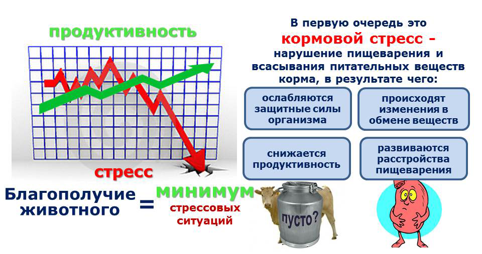 kormovoystress1.jpg